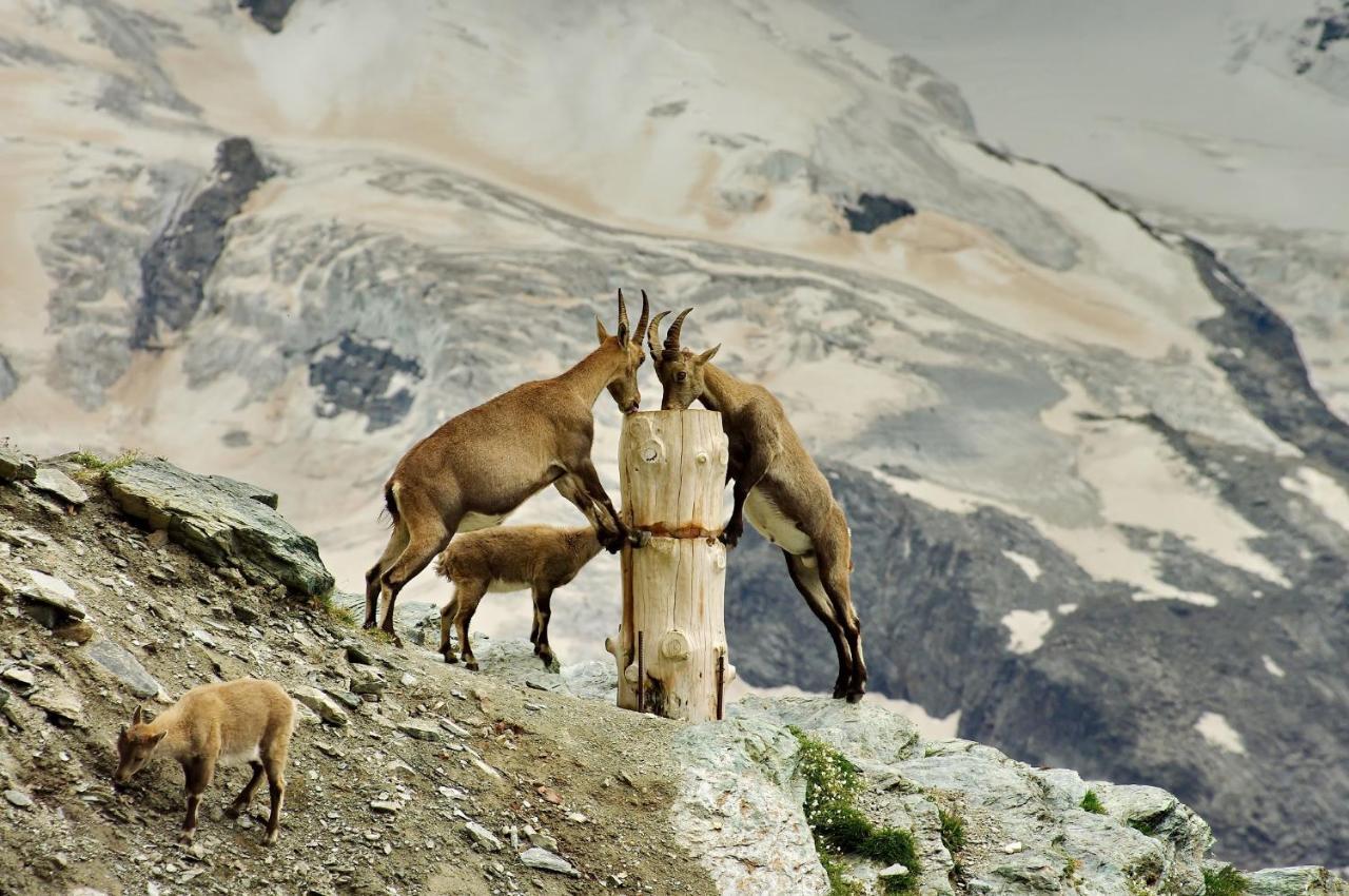 3100 Kulmhotel Gornergrat Zermatt Kültér fotó